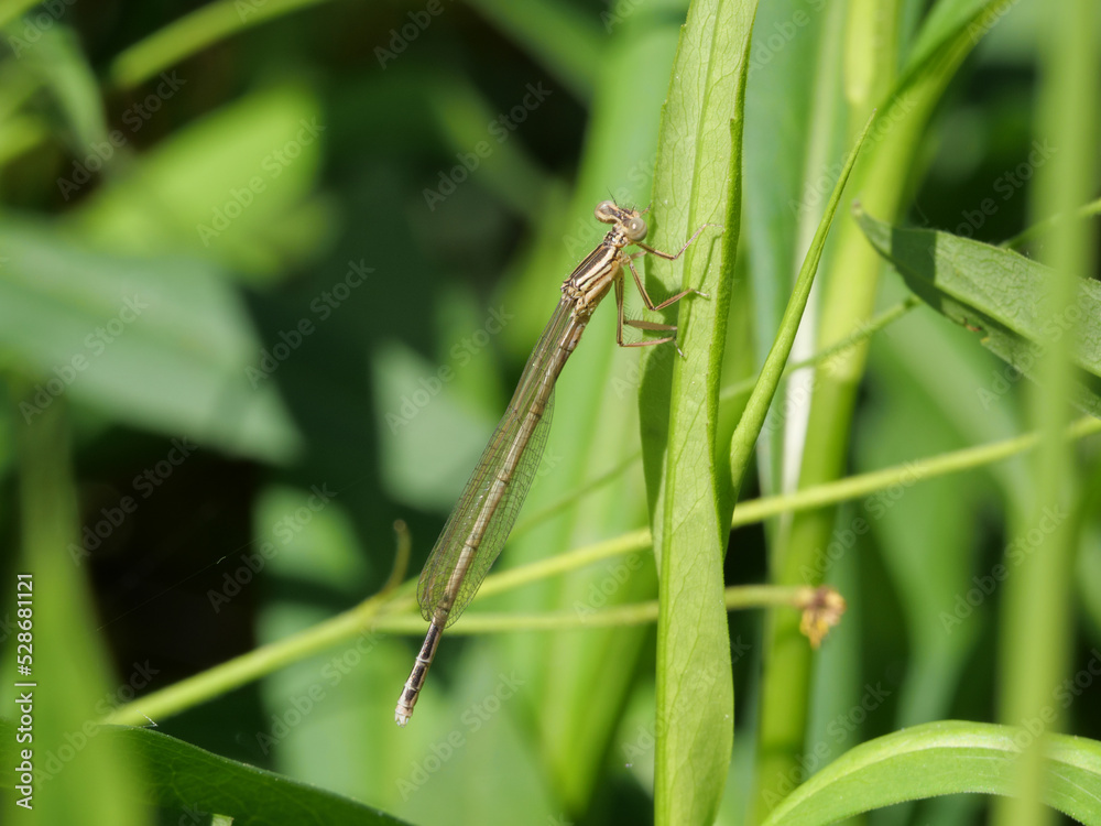 Weißes Weibchen einer Azurjungfer Coenagrion sizt auf einem Grasblatt Weißes Weibchen einer Azurjungfer Coenagrion sizt auf einem Grasblatt