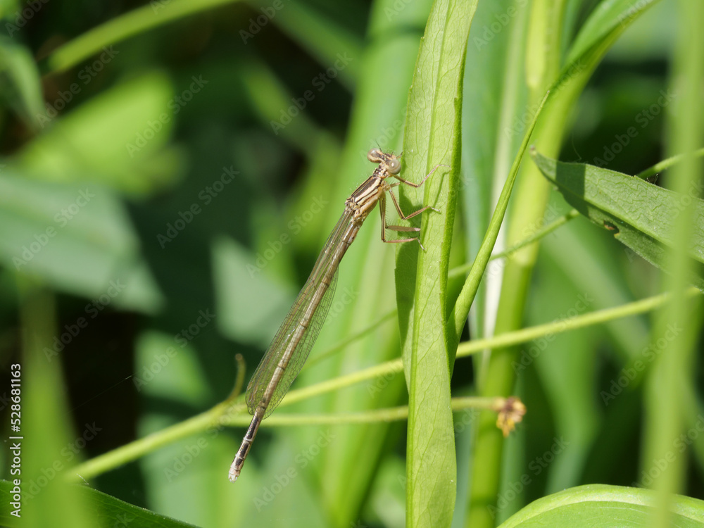 Weißes Weibchen einer Azurjungfer Coenagrion sizt auf einem Grasblatt Weißes Weibchen einer Azurjungfer Coenagrion sizt auf einem Grasblatt