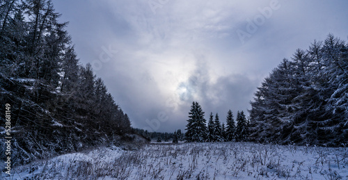Snowy trees in the forest
