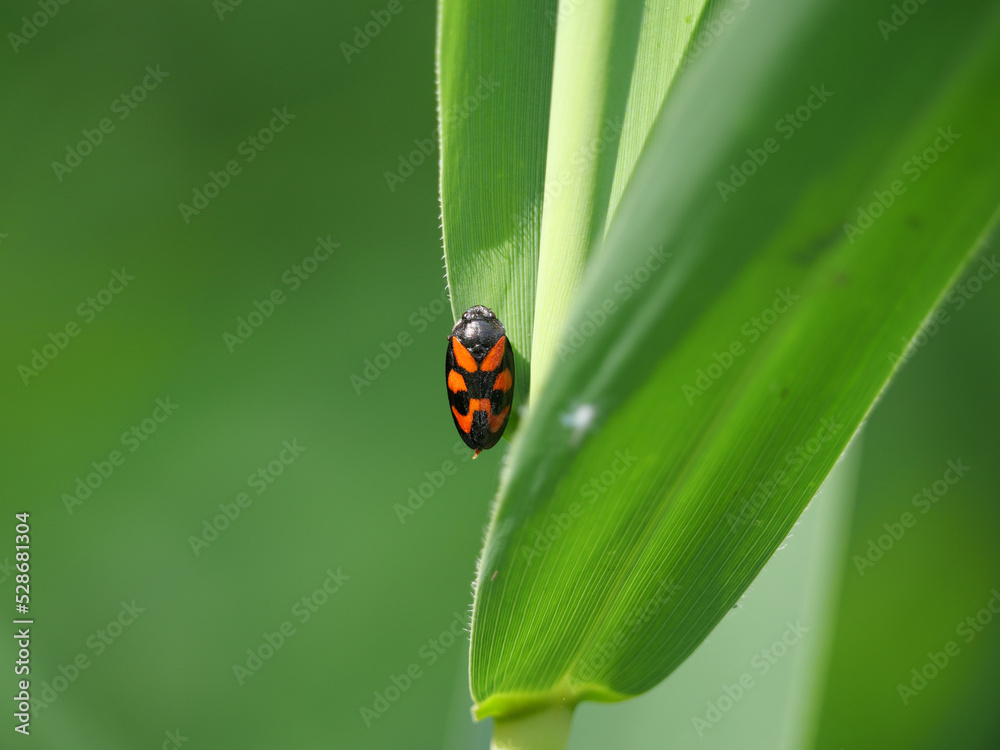 Eine rot-schwarze Blutzikade, Cercopis vulnerata, sitzt auf einem grünen Schilfblatt und saugt Pflanzensaft Eine rot-schwarze Blutzikade, Cercopis vulnerata, sitzt auf einem grünen Schilfblatt und saugt Pflanzensaft