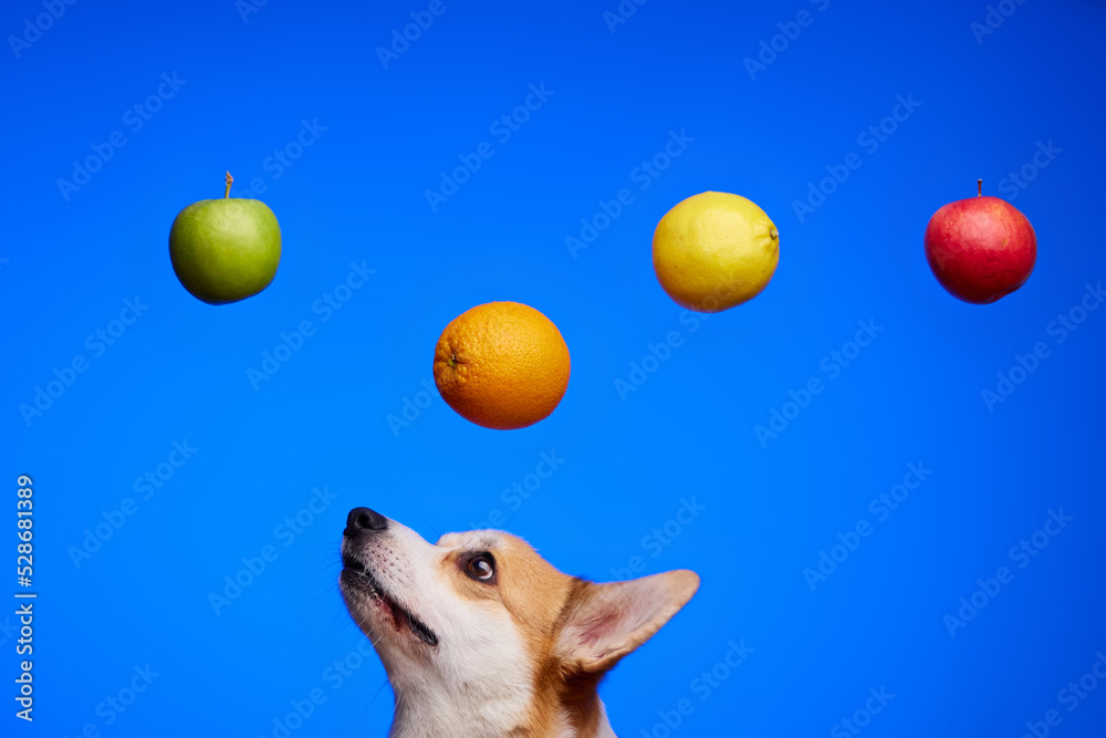 A corgi dog looking at low hanging fruit on a blue background. Red apple,  green apple,