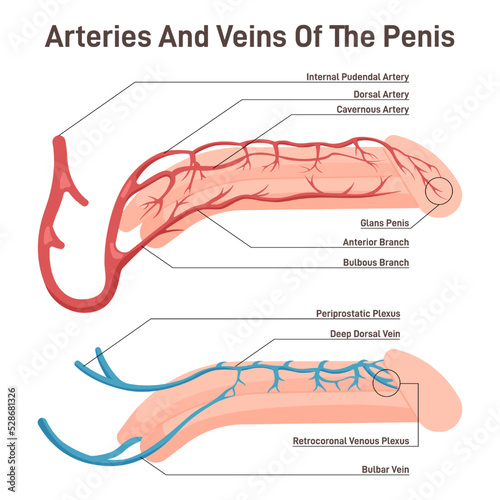 Blood circulation of the penis. Male reproductive organ with artery and veins photo