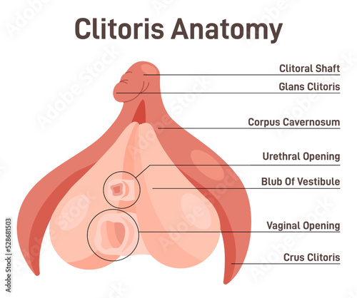 The structure of the clitoris, a medical poster female anatomy vagina photo