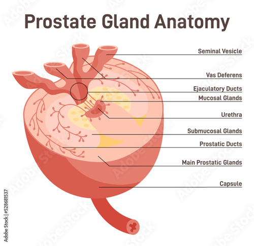 Prostate gland structure. Male internal reproductive system organ photo