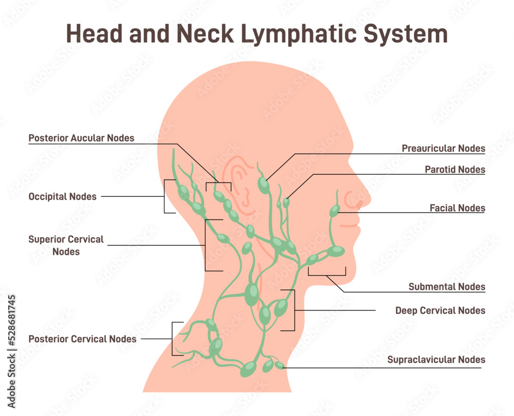 Head and neck lymph node. Fluid exchange, body defense from infection Head and neck lymph node. Fluid exchange, body defense from infection
