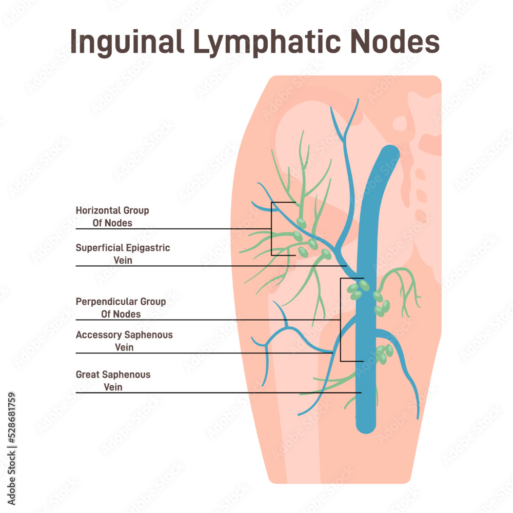 Superficial inguinal lymph nodes