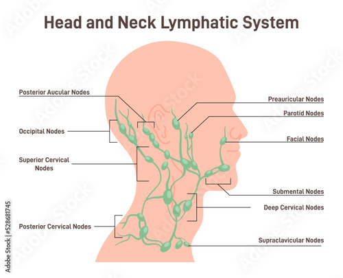 Head and neck lymph node. Fluid exchange, body defense from infection photo