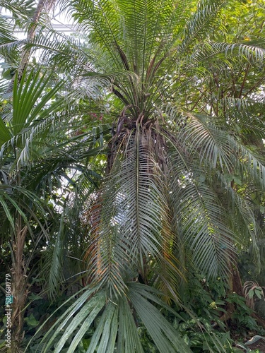 Pygmy Date Palm Phoenix roebelenii. A closeup of Phoenix roebelenii  with common names of dwarf date palm  pygmy date palm