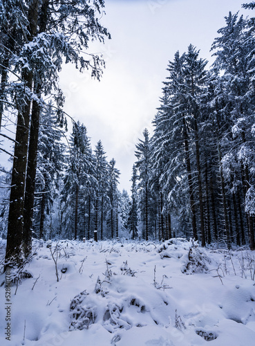 Snowy trees in the forest