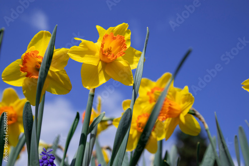 Blooming yellow daffodils in the garden.