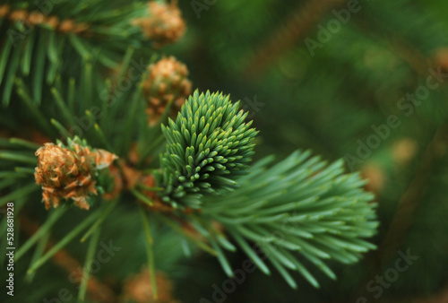 A branch of young spruce tree close up 