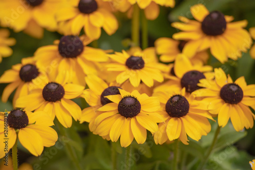 Beautiful autumn yellow flowers.
