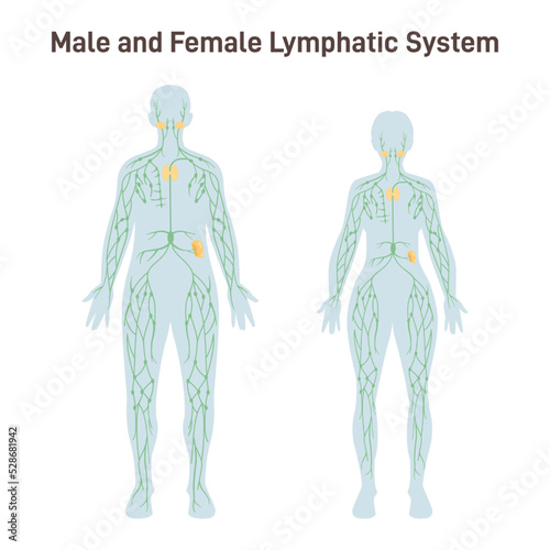 Lymphatic system of woman and man. Structure of a human lymph node.