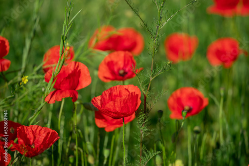 Field of poppy flowers papaver rhoeas in spring.