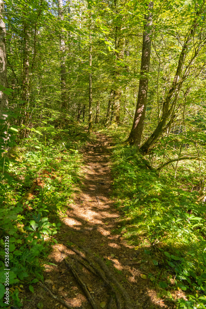footpath in the forest footpath in the forest