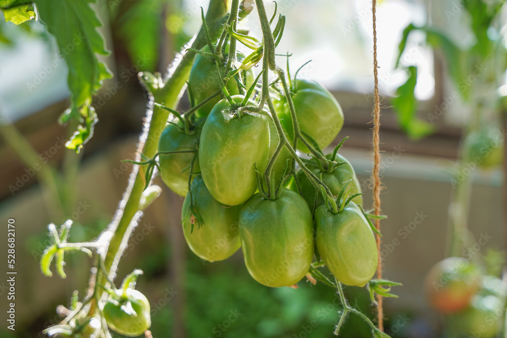 Green tomatoes grow in a greenhouse, vegetable tomatoes ripen on a branch Green tomatoes grow in a greenhouse, vegetable tomatoes ripen on a branch