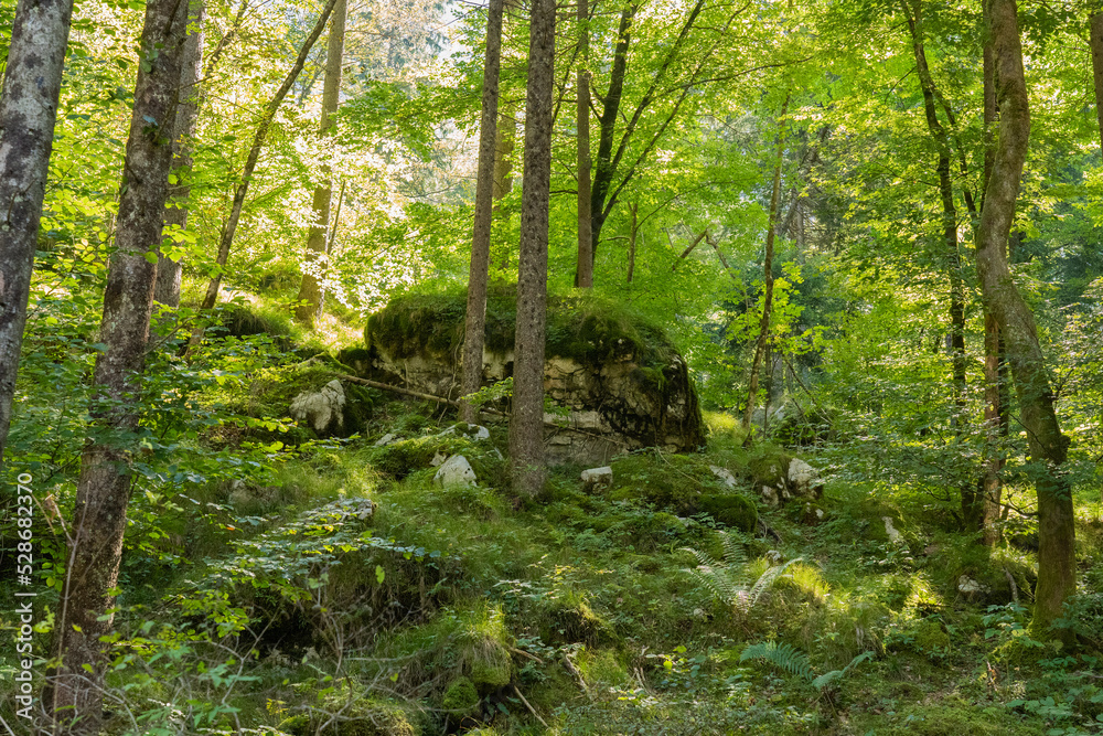 Fototapeta premium forest in the morning