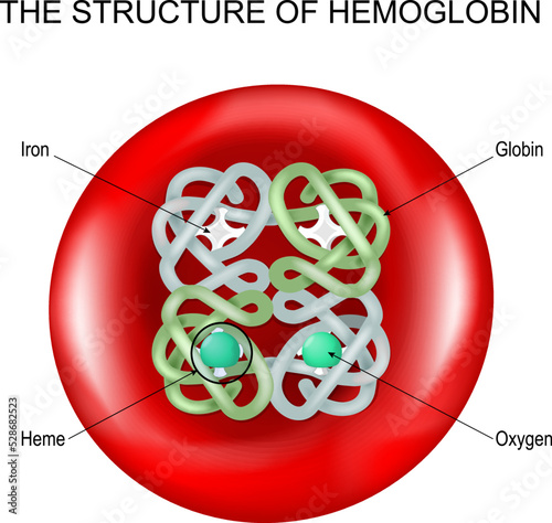 hemoglobin into a Red blood cell.
