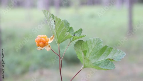 Cloudberry bush with ripe berry sways in wind in middle of swamp in forest.