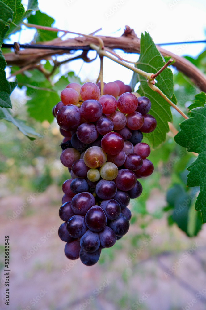 bunch of grapes on branch in vineyard