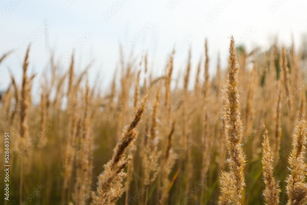 Yellow grass in the field on a Sunny summer day or morning, in light pastel colors Yellow grass in the field on a Sunny summer day or morning, in light pastel colors