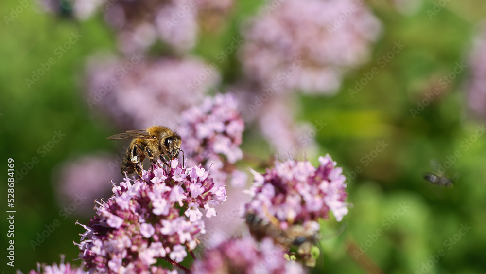 Honey bee collecting nectar on a flower of the flower butterfly bush. Busy insects Honey bee collecting nectar on a flower of the flower butterfly bush. Busy insects