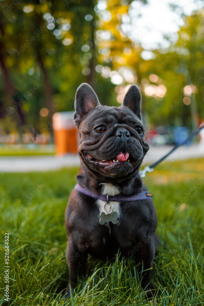 smart thoroughbred french bulldog obeyed the command to sit in the park on the lawn smart thoroughbred french bulldog obeyed the command to sit in the park on the lawn