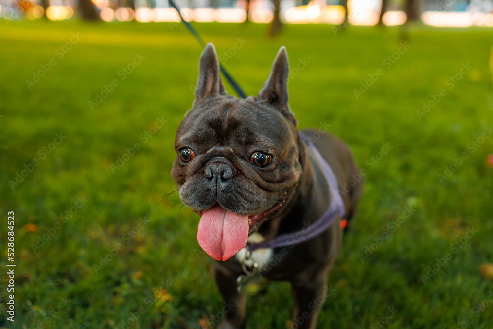 close-up french bulldog sticking out his tongue and breathing he is thirsty after a walk in the park