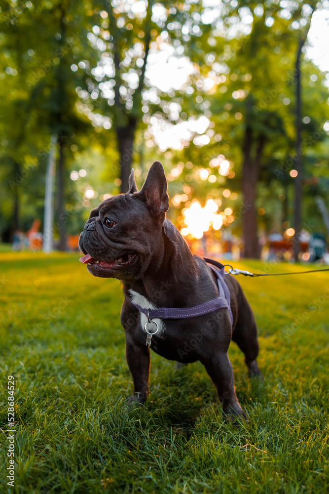 the french bulldog complied with the command quietly and stands in one place in the park under the rays of the warm evening sun the french bulldog complied with the command quietly and stands in one place in the park under the rays of the warm evening sun