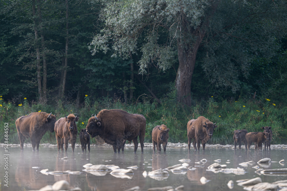 European Bison, Wisent, Bison bonasus. Bieszczady, Carpathians, Poland. European Bison, Wisent, Bison bonasus. Bieszczady, Carpathians, Poland.