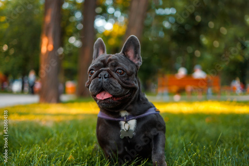 funny black bulldog stuck out his tongue and panting in the park