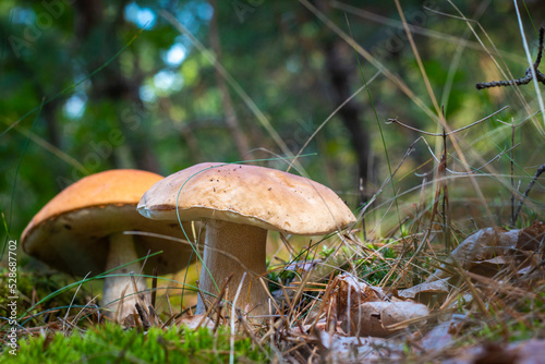 season boletus mushrooms growing in nature