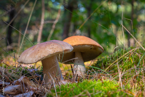 season boletus mushrooms growing in wood