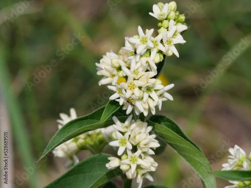 Großaufnahme der weißen Blüten der Schwalbenwurz Vincetoxicum hirundinaria photo