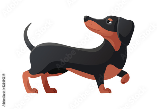 Dachshund curled his paw. Dachsand pose  cartoon dog flat icon vector illustration