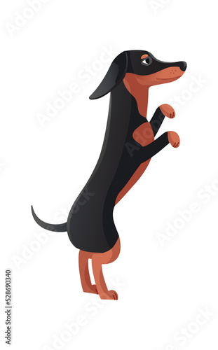 Photography Dachshund stands on hind legs