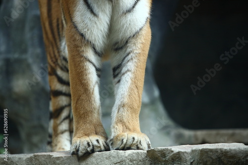 Legs of tiger standing on the rock in natural daylight from Thailand.