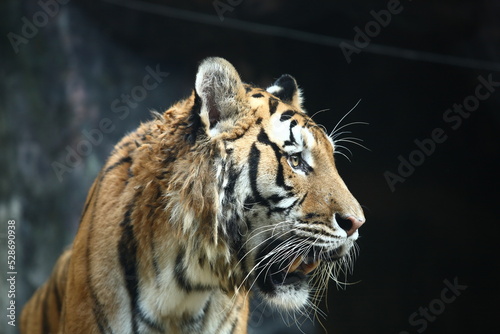 A close-up of a tiger looking to pray in natural light with copy space.