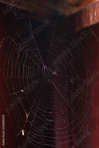Φωτογραφία A round spider web with water splashes hangs in the red doorway in summer in sun