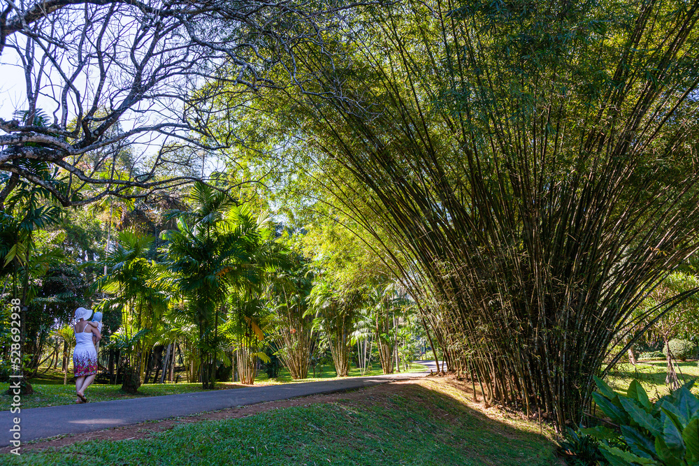 Walk through the bamboo jungle in Kandy, Sri Lanka