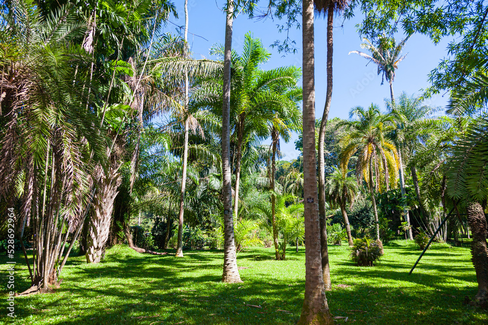 Magnificent palm grove in the garden of Kandy on the tropical island of Sri Lanka