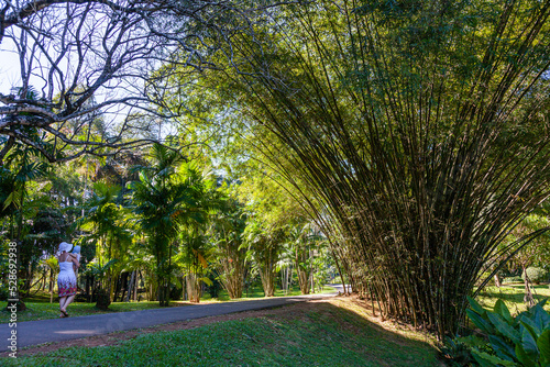 Obraz na płótnie Walk through the bamboo jungle in Kandy, Sri Lanka w salonie
