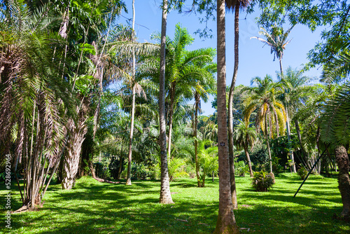 Magnificent palm grove in the garden of Kandy on the tropical island of Sri Lanka