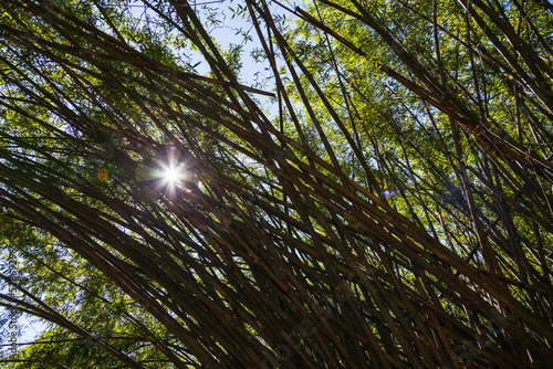 Obraz na płótnie Sun rays passing through bamboo thickets, Sri Lanka w salonie