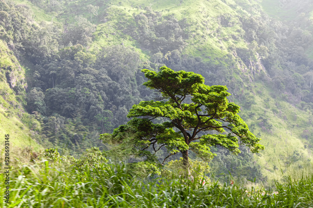 Lone green tree in Sri Lanka jungle. View from a moving car