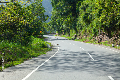 Running monkeys on the roads of Sri Lanka