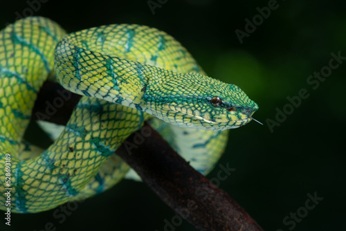 Bornean keeled green pit viper snake Tropidolaemus subannulatus rolls its body photo