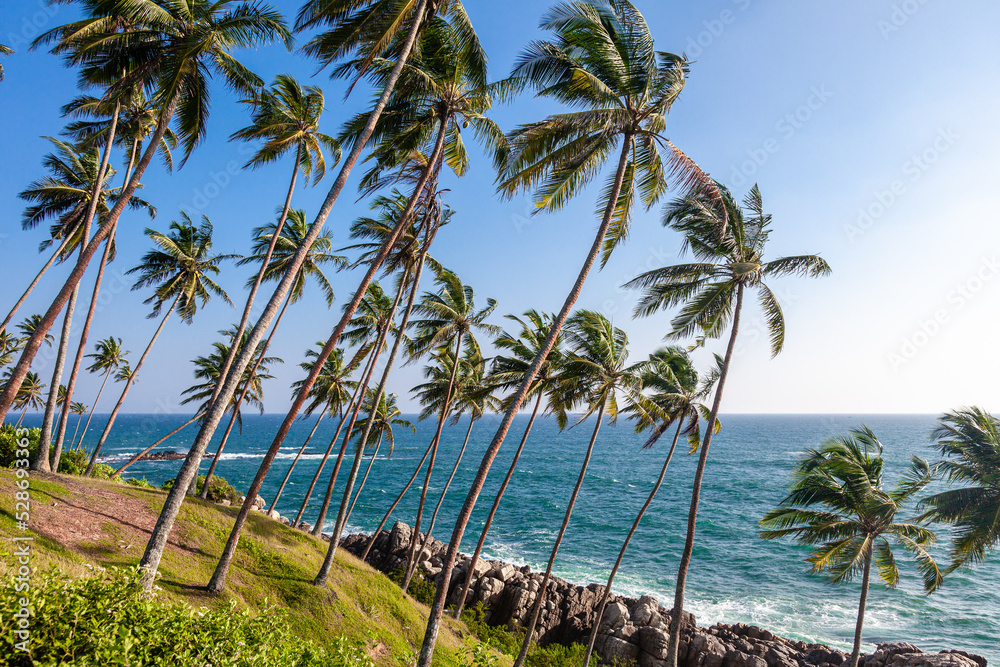 Tilted green palm trees with coconuts on the shore of the Indian Ocean. Sri Lanka. Mirissa