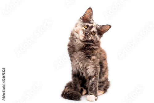 muzzle brown tortoiseshell Maine Coon cat looking straight, isolated white background