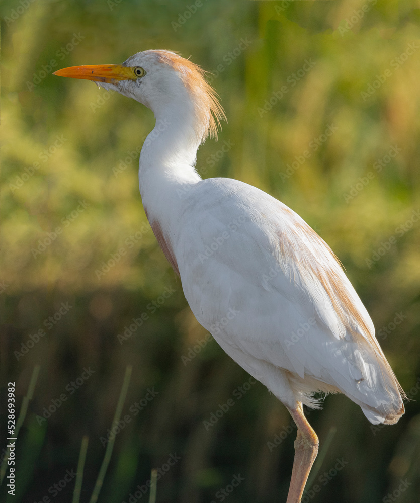 Fototapeta premium great heron